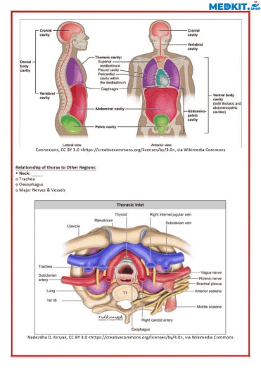 Medical Notes 52 sample-6